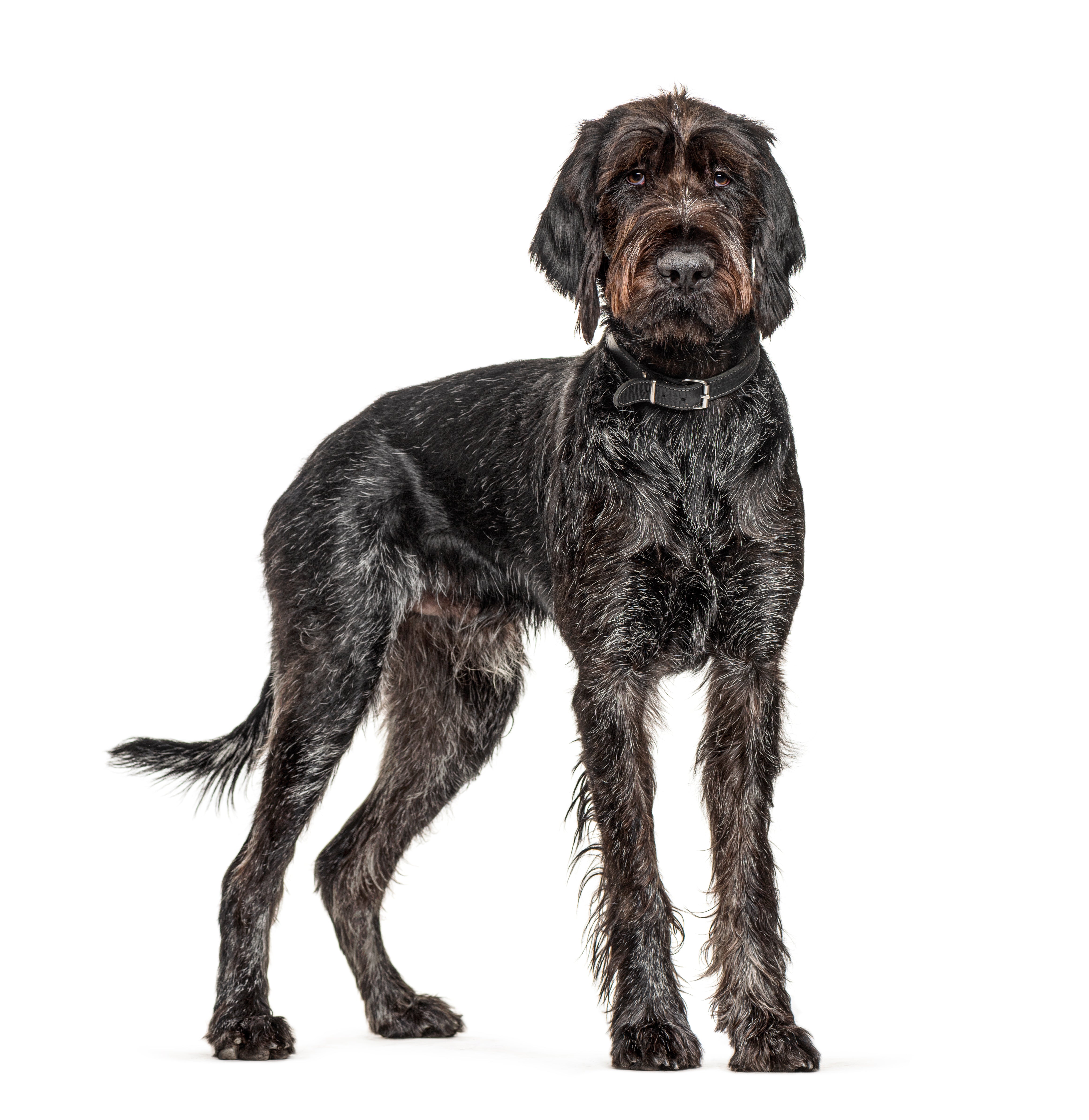 Große Hunde