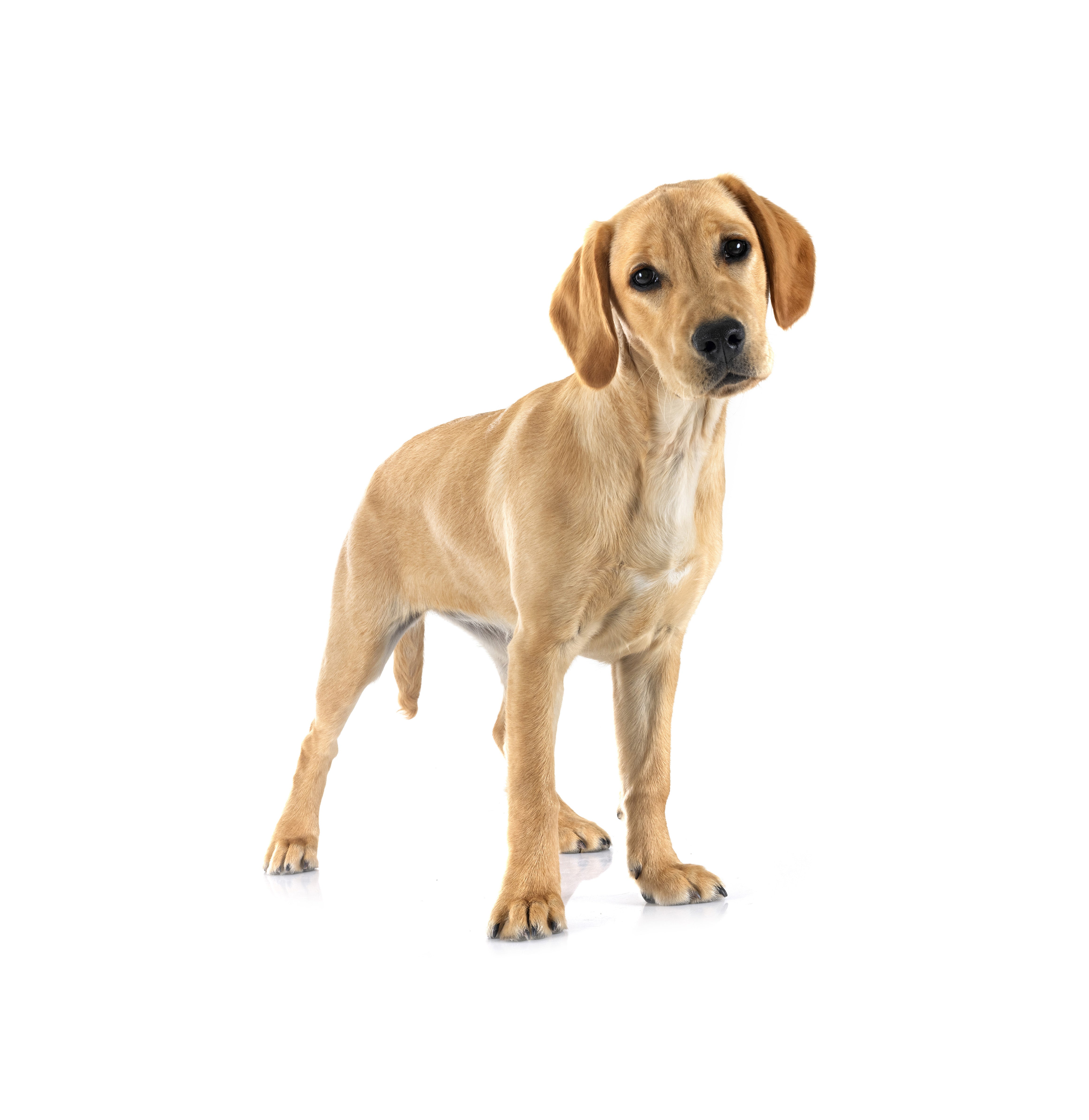 Mittelgroße Hunde