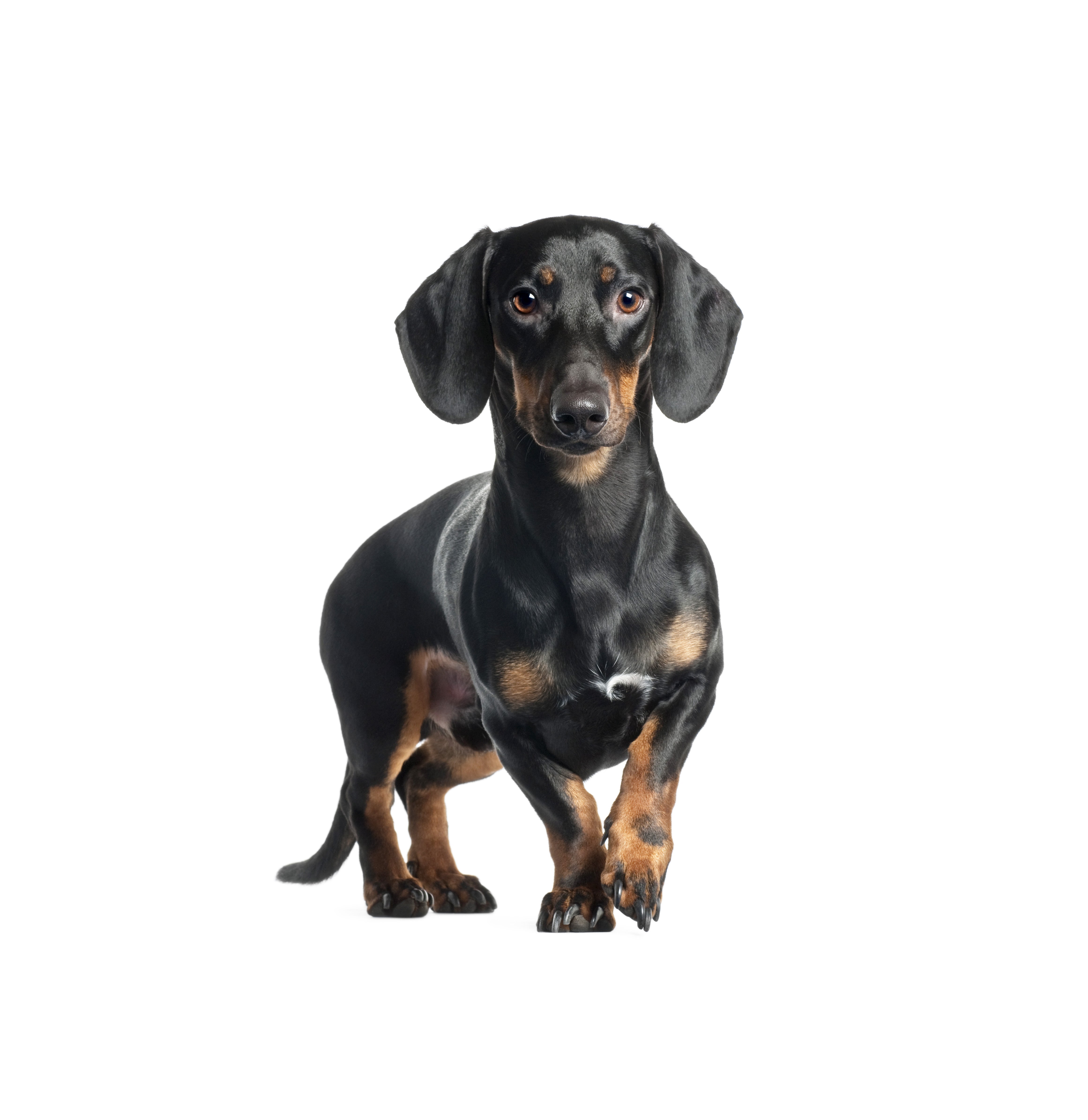 Kleine Hunde